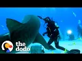 Woman Is Best Friends With A 9-Foot Lemon Shark The Dodo