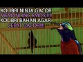 Download Lagu Pancingan kolibri gacor!! Hitungandetik langsung nyaut