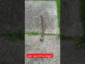 Download Lagu Ular viper aneh,ular tanah berbisa mematikan,ular paling berbisa di dunia