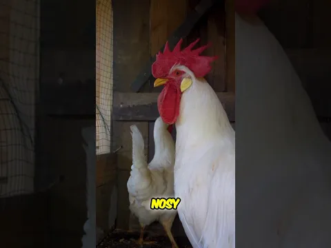 Neighbor's Roof Help & Silly, Nosy Chickens!