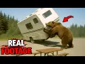 Grizzly Bear Attacks RV Park in Alaska on August 29th 2025