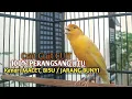 Download Lagu kenari gacor panjang Cuit Cuit EMOSI, Pancingan Kenari Paud Belajar Bunyi, terapi AMPUH Kenari MACET