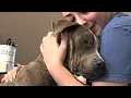 Download Lagu Rescue dog is so happy to have a home
