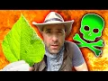 STUNG by the Gympie Gympie World s Most Painful Plant Sting