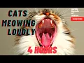 Download Lagu Cats Meowing Loudly (4 hours)