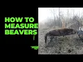 How to Measure A Beaver for A Beaver Board