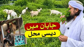 Japan Mein Desi Mahol | Vlog 2026 | Mufti Tariq Masood Speeches 🕋
