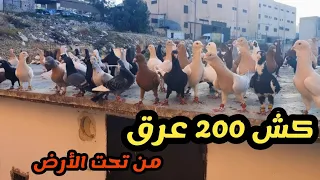 كش أكثر من 200 عرق وحمام خشنة من تحت مستوى الأرض عند الاخ حمادة الحرباوي 