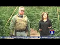 Siskiyou Co black market marijuana Part one