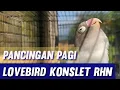 Download Lagu Pancingan Pagi Lovebird Konslet RHN Salatiga
