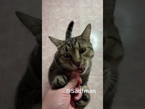 Любите ли вы сыр как люблю его я?) Смотреть со звуком