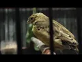 Download Lagu RED SISKIN x KENARI