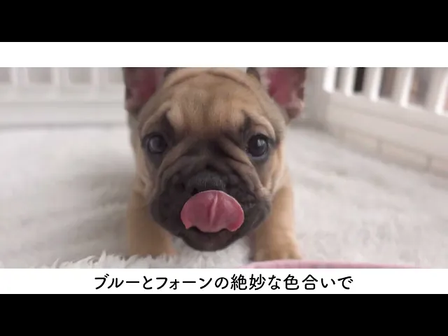 動画