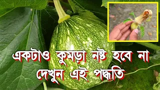 misti kumro chas pumpkin cultivation kumra chas
