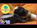 Lagu Baby Skunks Act Just Like Little Puppies | Animal Videos for Kids | Dodo Kids