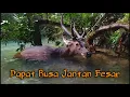 Download Lagu Berburu Dapat Rusa Besar 130 Kg