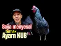 Download Lagu Menyesal Ternak Ayam KUB #ternakayam #001 @KreatifTV
