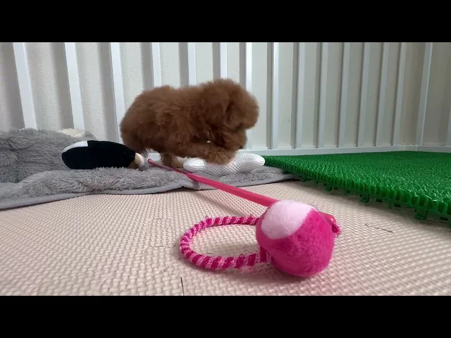 動画
