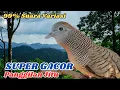 Download Lagu Perkutut Lokal Gacor Natural Dengan Suara Jernih Asli