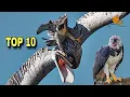Lagu Top 10 Burung Raptor Paling Menakutkan di Dunia!! burung pemangsa lintas udara!