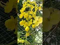 Download Lagu Natural beauty of Yellow-flamboyant | Samiran's 25114.