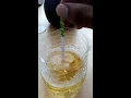 Does Dollar tree drug test work