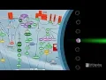 How to Characterize Immune Responses With Flow Cytometry