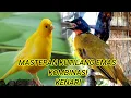 Download Lagu suara burung kutilang emas kombinasi burung kenari