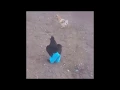 Baa Chicken Gif s Baa