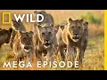 De dodelijkste mega-aflevering ter wereld | Seizoen 1 volledige afleveringen | Nat Geo Wild