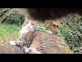 Lagu Cat wearing camera bullies all the neighbourhood cats