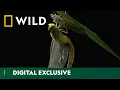 From Nymph to Wings The Dragonfly Life Cycle Asia s Weirdest National Geographic Wild UK