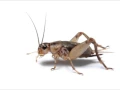 Download Lagu Cricket Sound Effect
