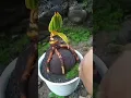 Download Lagu I'll teach you how to coconut bonsai tree at home fast and easy 01 #shorts