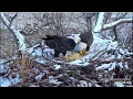 A big branch Decorah Eagles North Nest powered by EXPLORE org