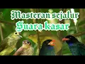 Download Lagu masteran brinji rambut tungir kombo tengkek buto