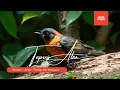Download Lagu BRENAN RAPET! Tepus Kepala Abu GACOR DOR Jernih Full Tembakan - Terapi Air Mengalir 10 JAM