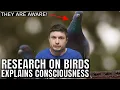 Lagu Why Did Consciousness Evolve? Exciting Research on Bird Brains