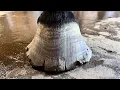 Download Lagu WORK HORSE gets Hooves Treated