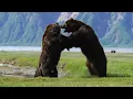 Download Lagu Photographer captures intense battle between 2 HUGE ferocious bears