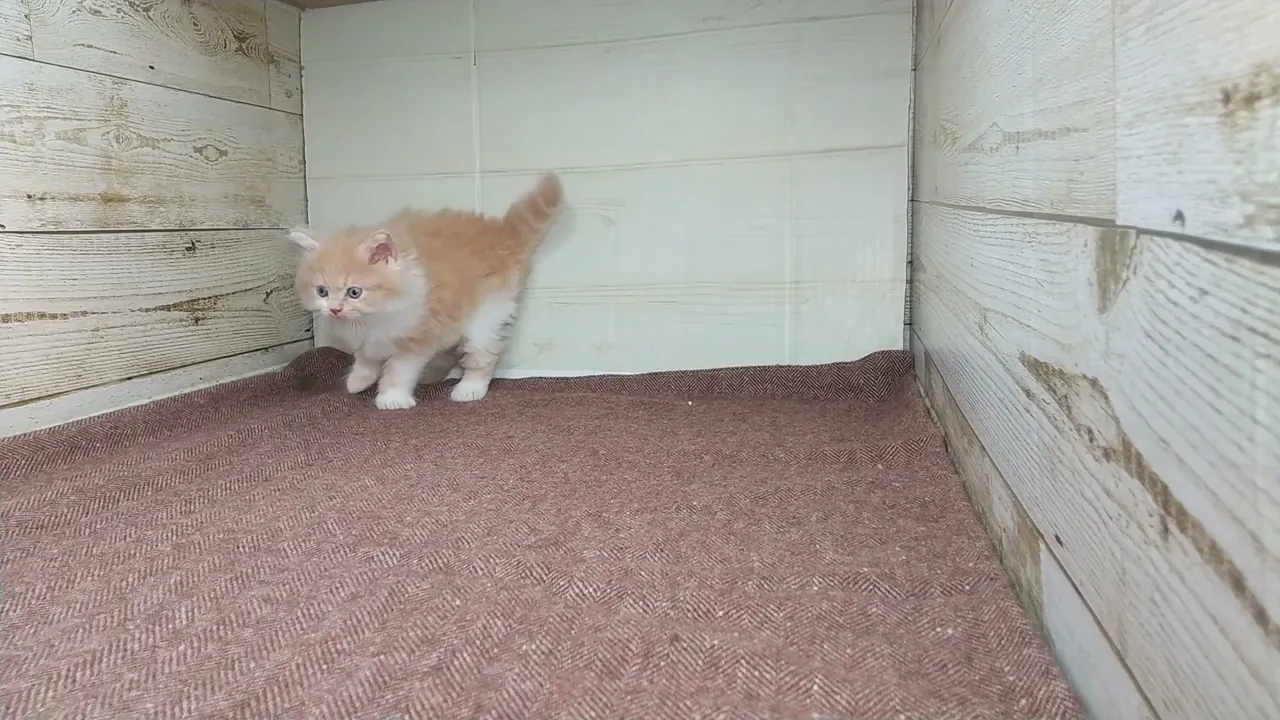 動画