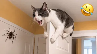 Hardest Cats and Dogs Challenge 😂 Don't Laugh Even Once 😹🐶