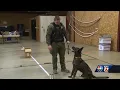 Forsyth County K9 Unit gives an exclusive behind the scenes look into training