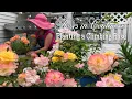 Download Lagu How to Plant A Climbing Rose in Container | John Davis Rose, At Last, Color Cocktail, Peach Lemonade