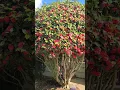 Download Lagu Gorgeous CAMELLIA can easily be mistaken for a blossomy rose bush tree #shorts