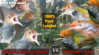 suara pikat prenjak kepala merah vs prenjak lumut
