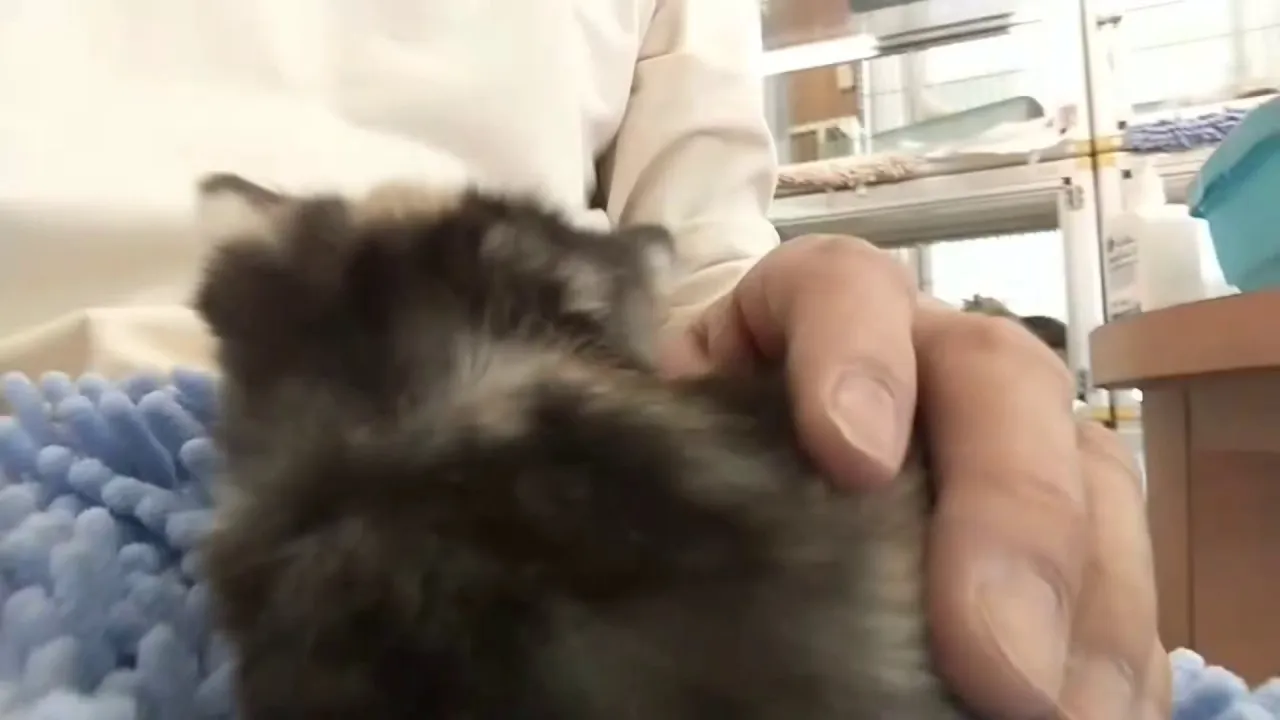 動画