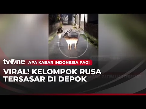 Sekelompok Rusa Muncul di Depok