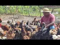 Download Lagu SÍTIO CADA DIA MAIS PRODUTIVO COM MUITA FARTURA  MAIS UM INVESTIMENTO E FAZENDO MEU ALMOÇO NA ROÇA