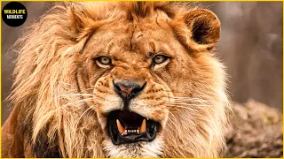 Download 45 Horrifying Moments Strongest Lion Fight For Territory MP3